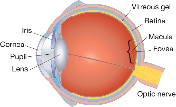 Eye Anatomy, Retina Specialists Orlando